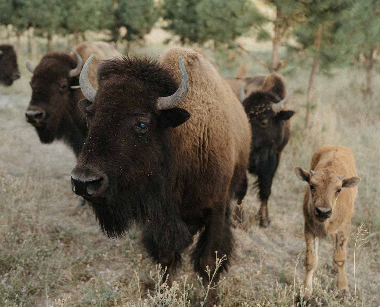 Alberton Orchards slider image 1