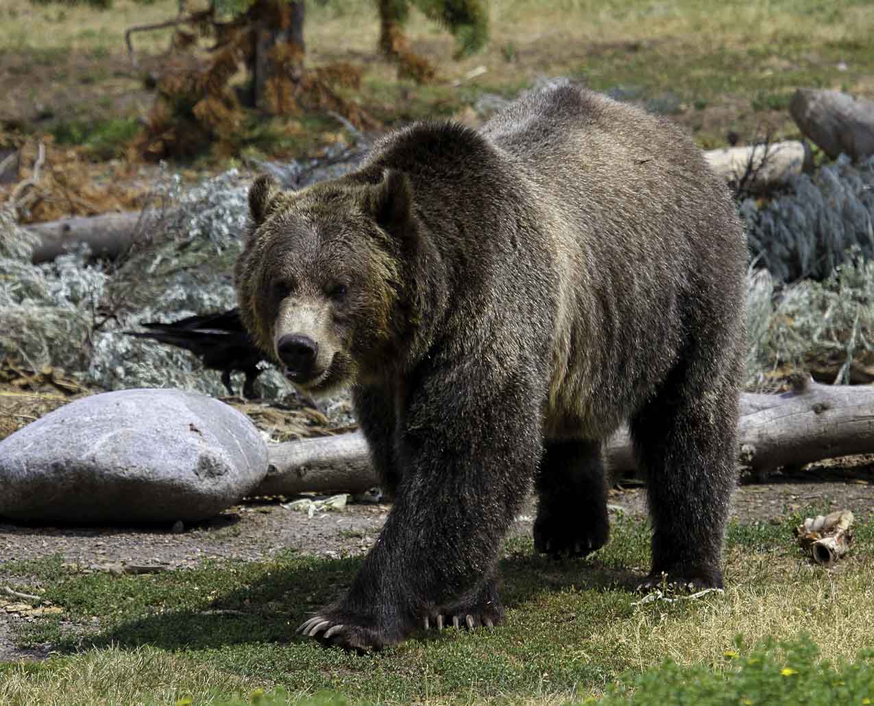 Yellowstone Dreamin Adventures slider image 4