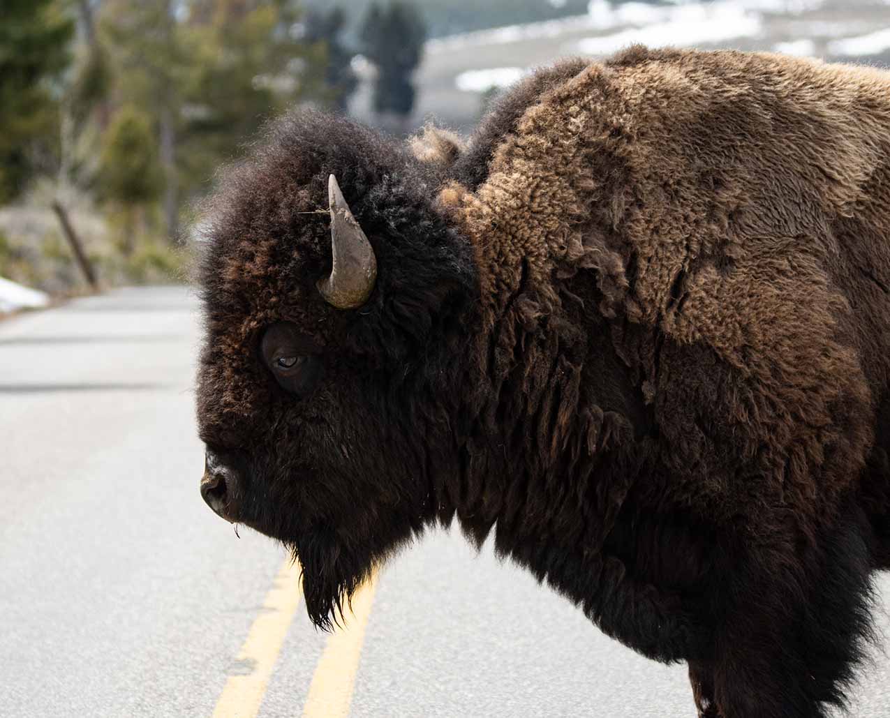 Yellowstone Dreamin Adventures slider image 1