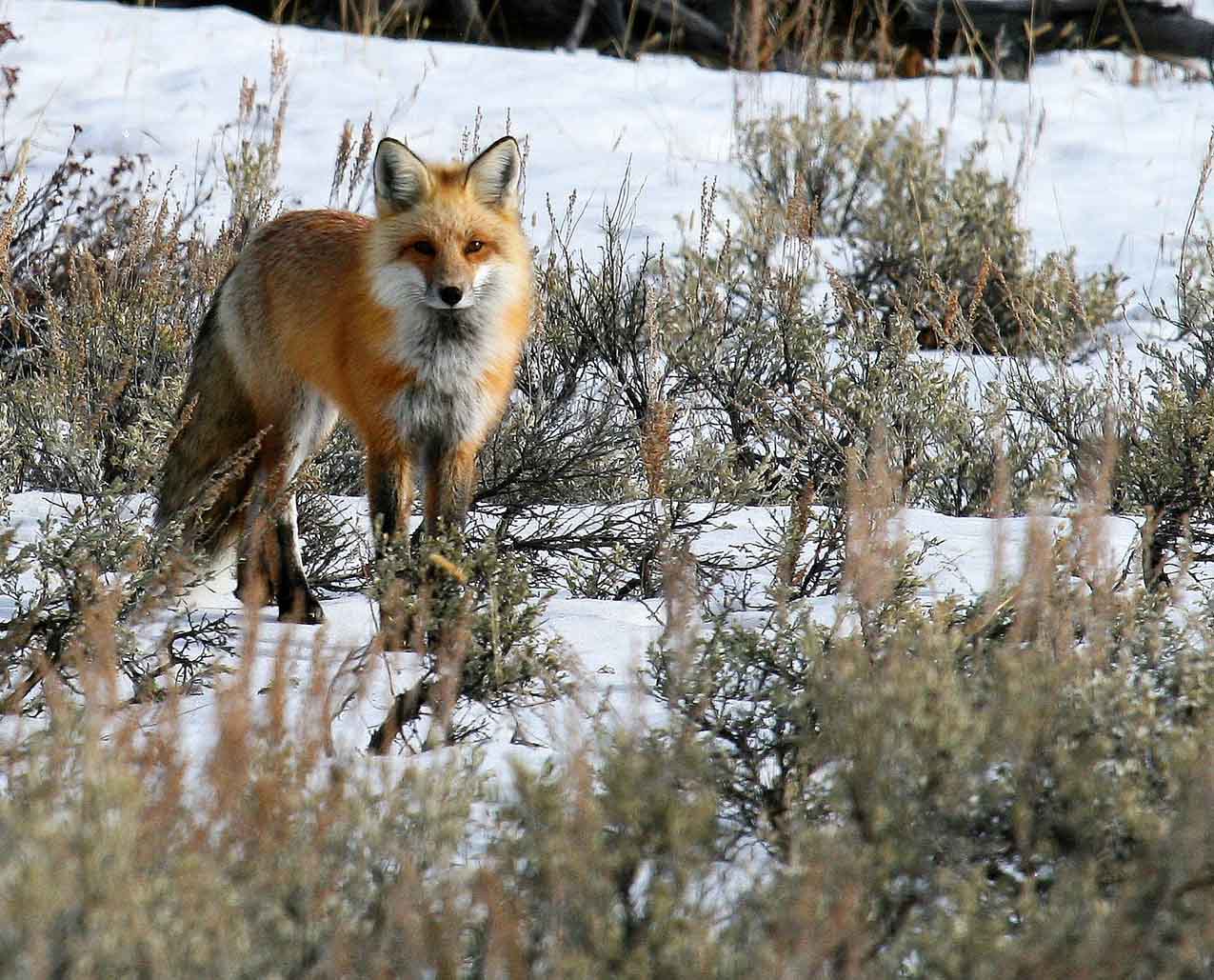 Yellowstone Dreamin Adventures slider image 3