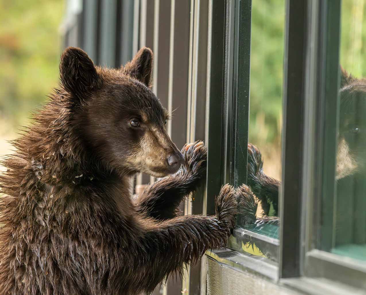 Backroads Bear Adventures