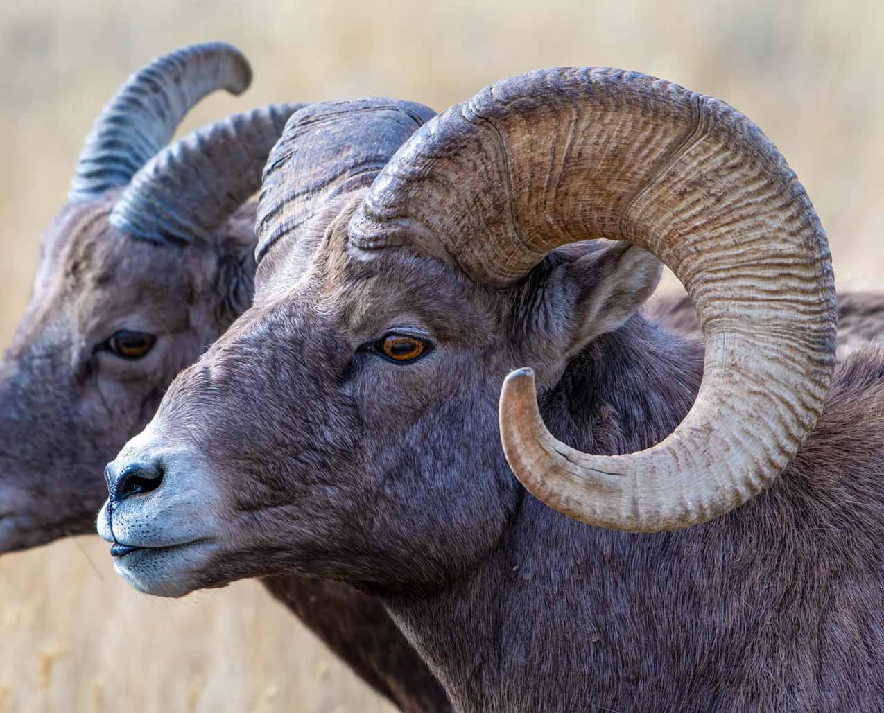 Backroads Bear Adventures slider image 2