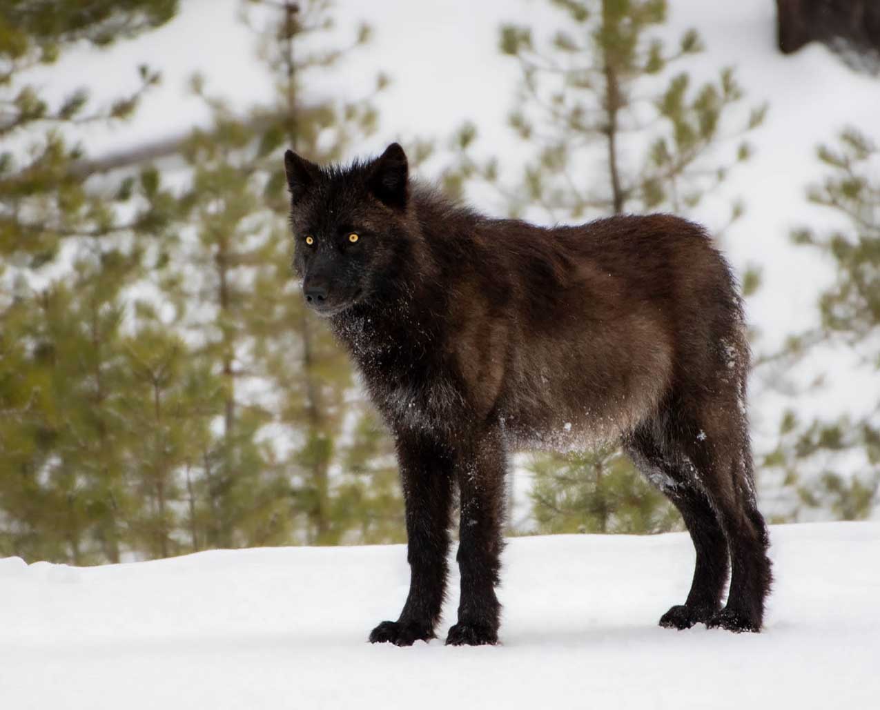 Backroads Bear Adventures slider image 3