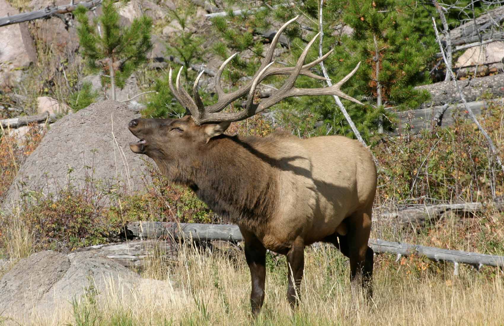 Safari Yellowstone slider image 2