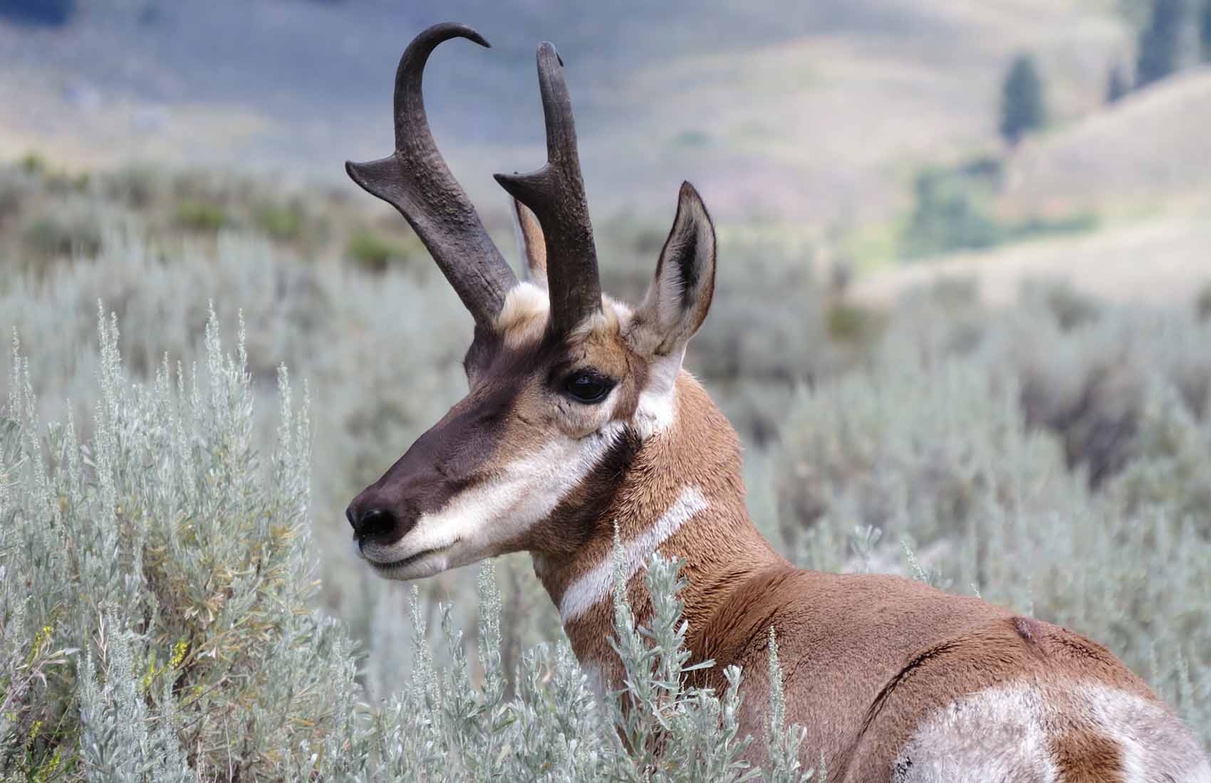 Safari Yellowstone slider image 4