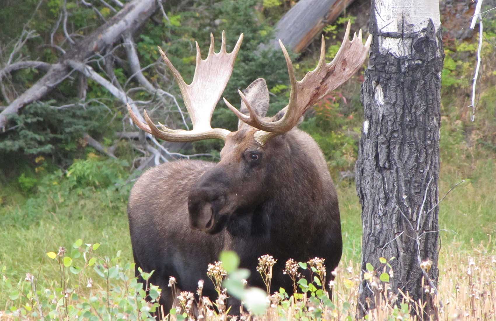 Safari Yellowstone slider image 5