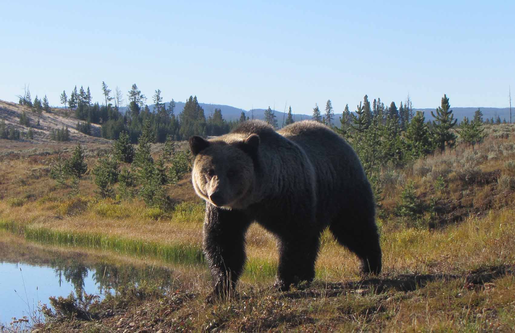 Safari Yellowstone slider image 3