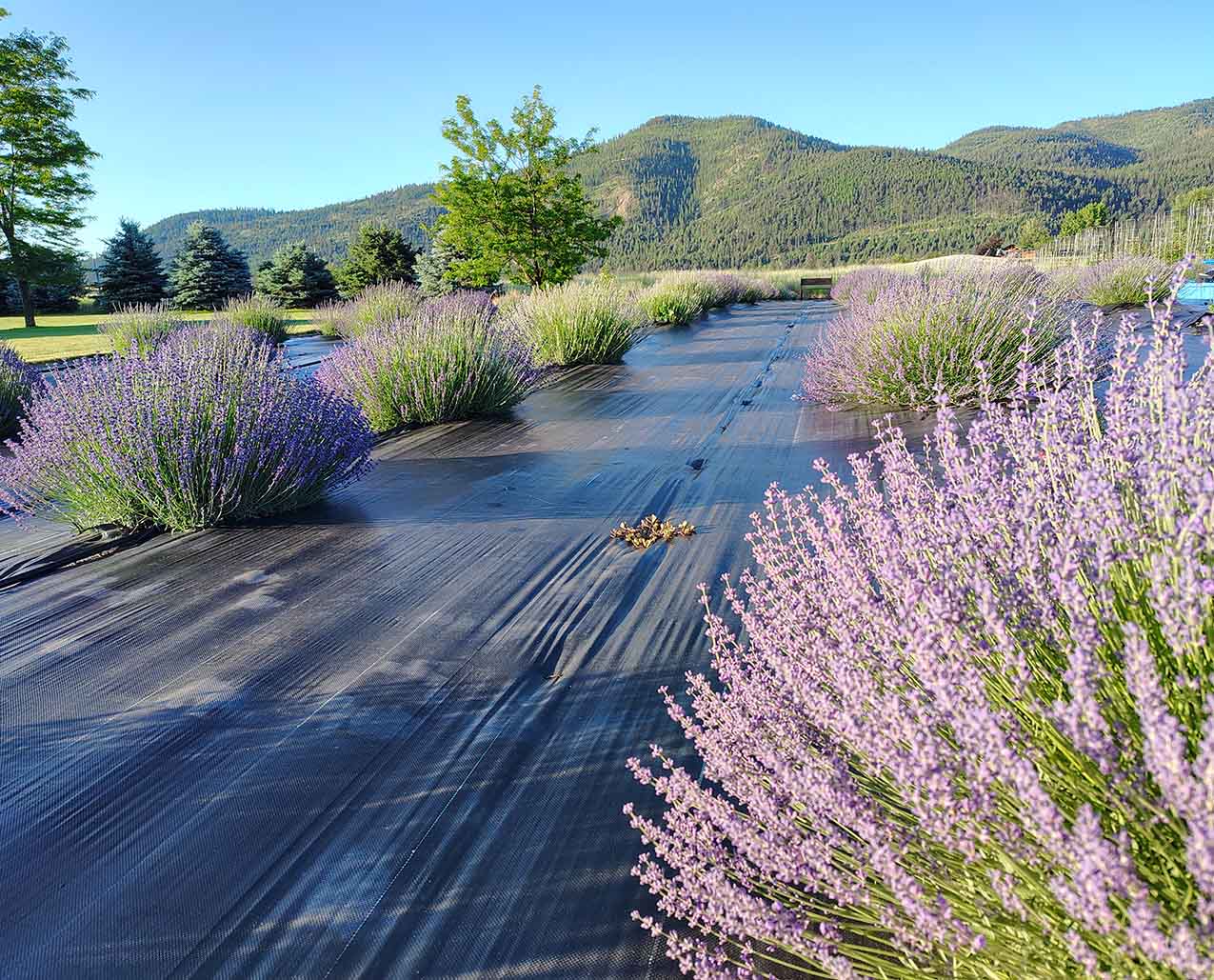 Forsythe Farms Lavender slider image 4
