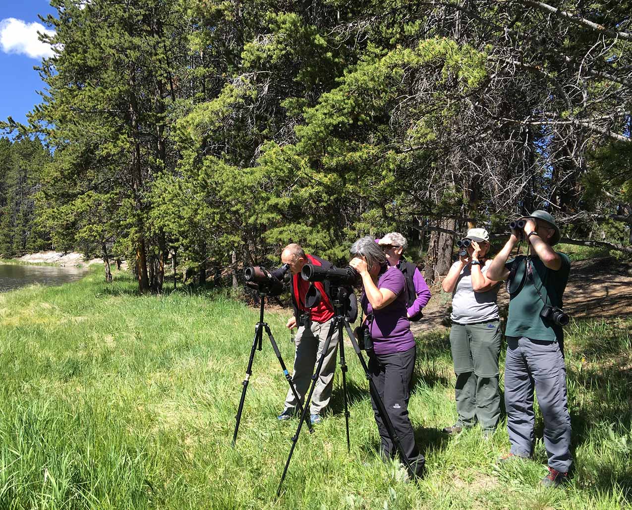 Yellowstone Wolf Tracker