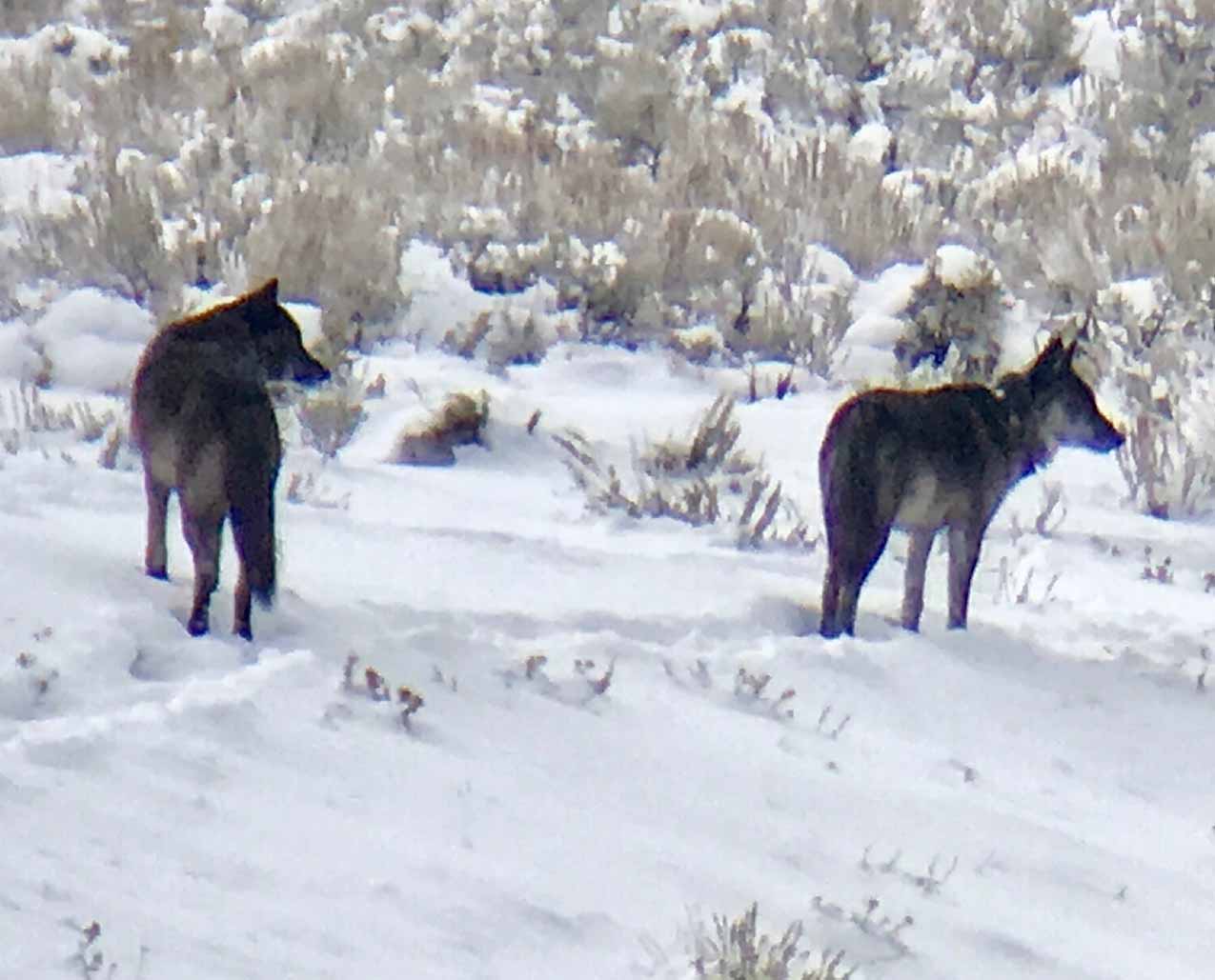 Yellowstone Wolf Tracker slider image 3