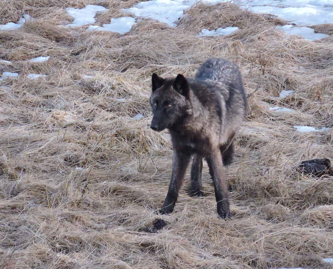 Yellowstone Wolf Tracker slider image 5