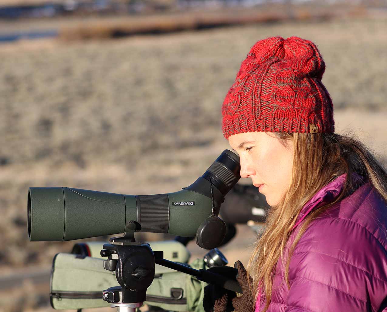 Yellowstone Wolf Tracker slider image 1