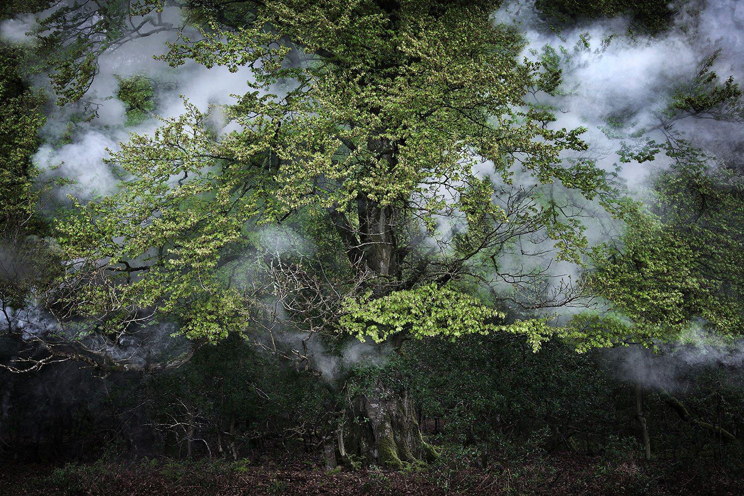 Between the trees