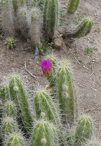 id:3470089585
hash: 82c6b30b53fba1409670c1194288b