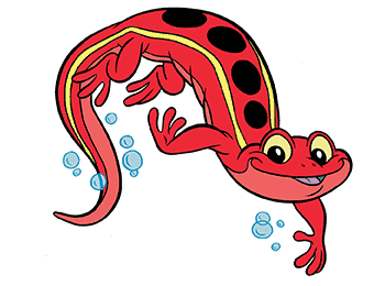 salamander