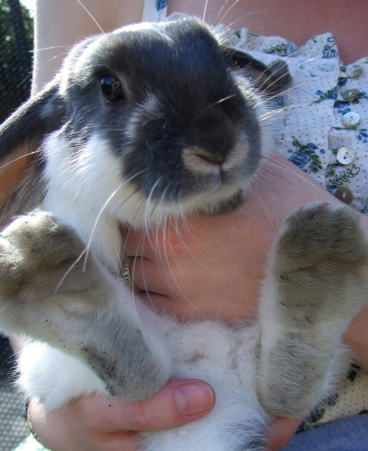 rabbit emotional support animal