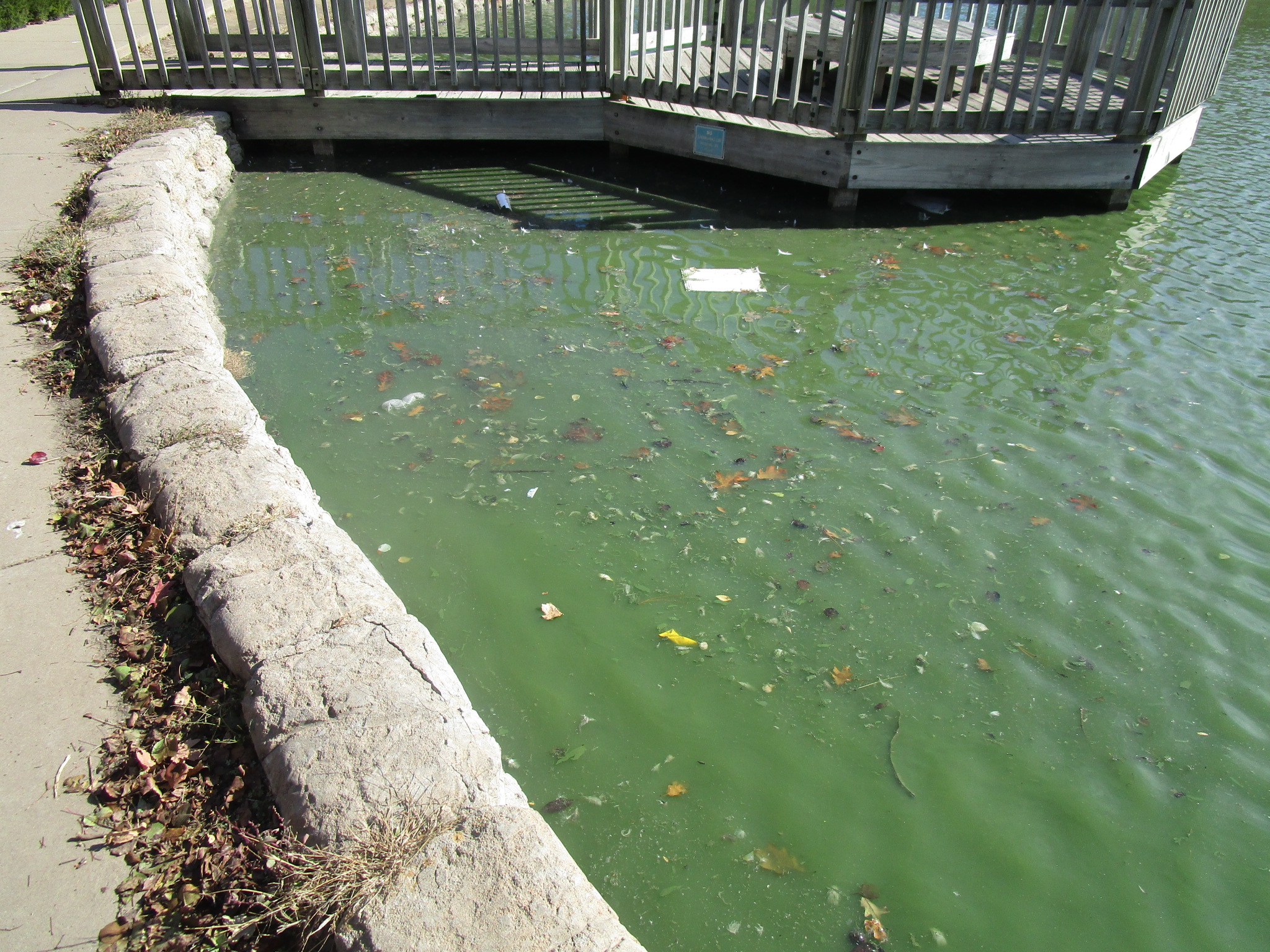 Debris Trapped on Surface