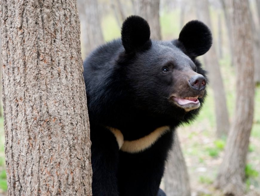 Formosan black bear 2 essay Formosan black bear 2 essay image