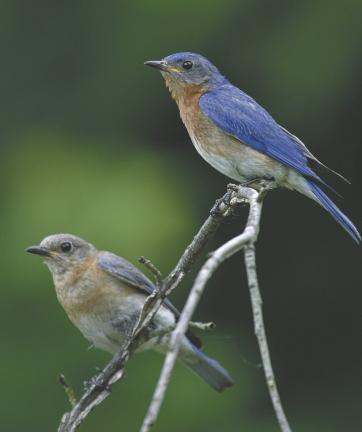Attract Colorful Beautiful Birds To Your Backyard Times News Online