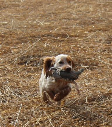 Compact and Cooperative: Anyone looking for a good hunting ...