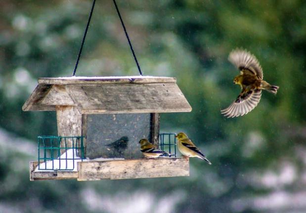 Kettle Creek Participates In Study To Track Number Types Of Birds