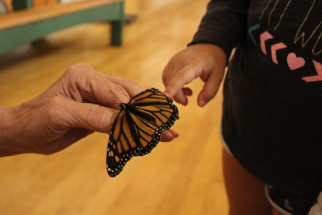 Spotlight The Butterfly Guy Times News Online