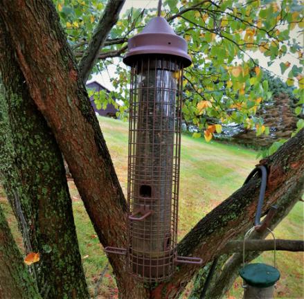 It S In Your Nature Is It That Time Already Bird Feeding Tips