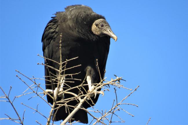 The Black Vulture Times News Online