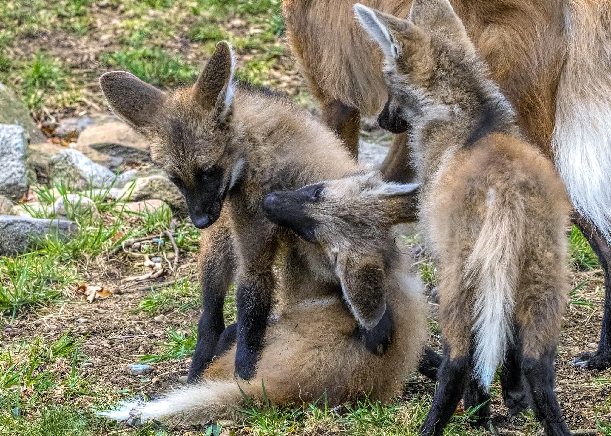 Maned Wolf Habitat At Beardsley Zoo Honors Julia Wasserman The