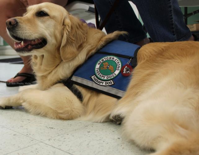 Sports chat place dog of the day Sports chat place dog of the day