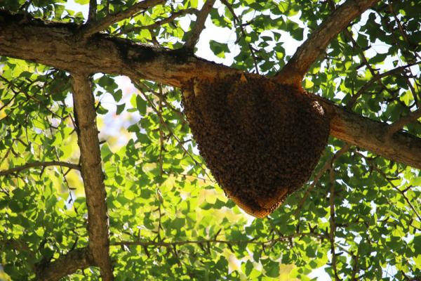 discovery of beehive sparks interest hudson valley 360