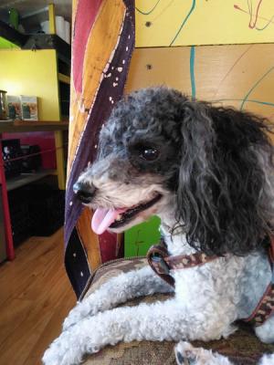 I Love Lucy Miracle Dog Reunited With Owner Hudson Valley 360