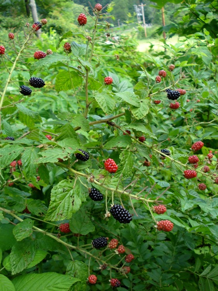 Blackberry Berries Rubus Spp In British Columbia