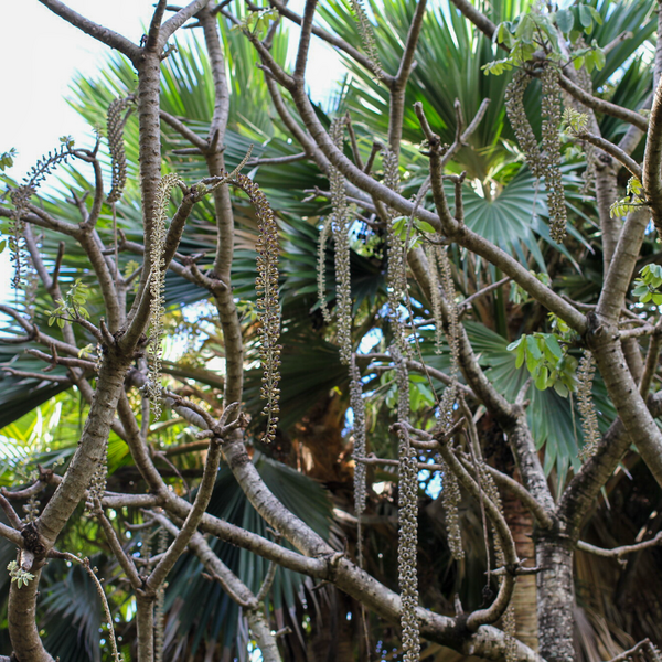 Polyscias lallanii
