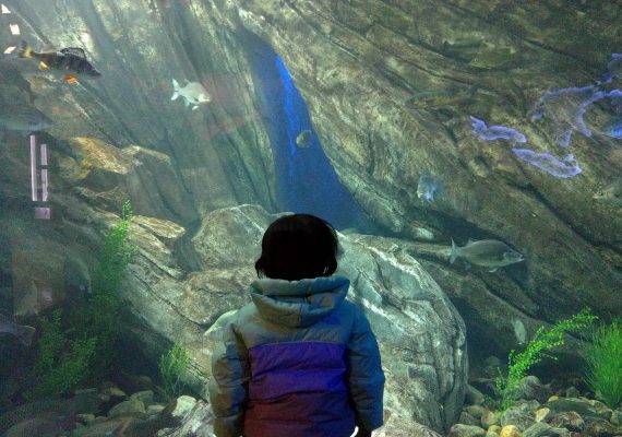 Touristy in Toronto: CN Tower and Ripley’s Aquarium Touristy in Toronto: CN Tower and Ripley’s Aquarium