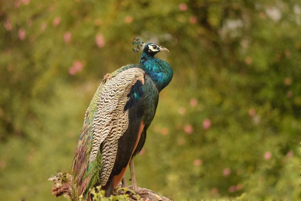 India for kids: A peacock