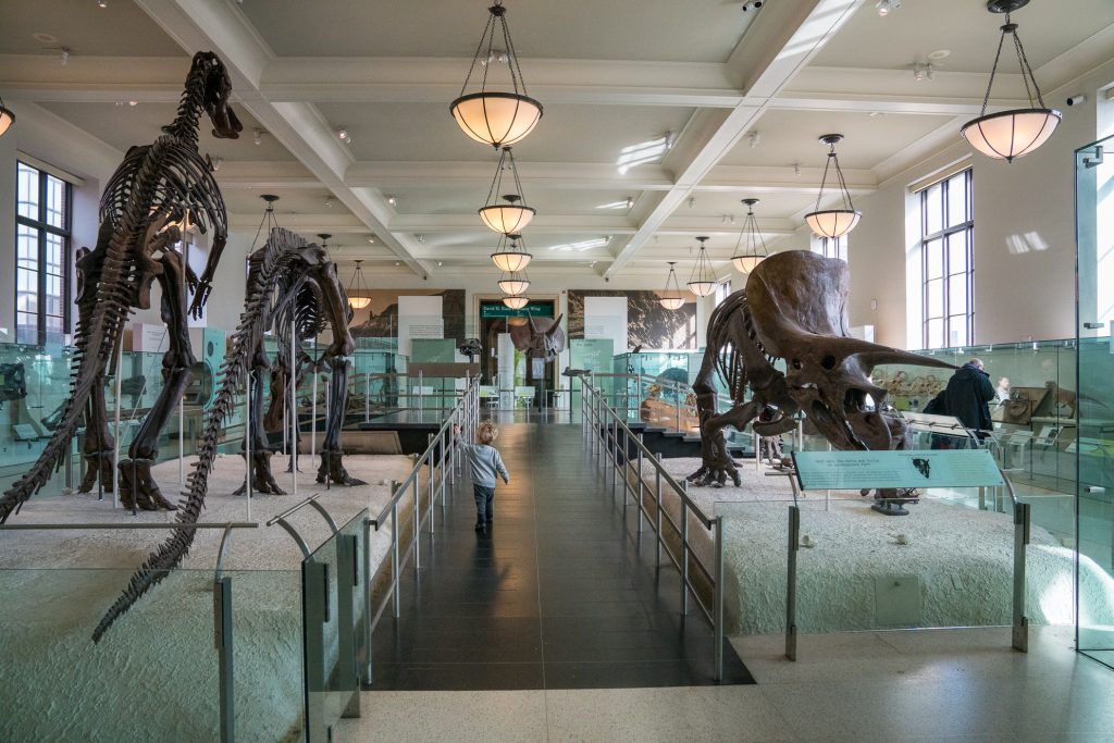Things to do in NYC with Kids: Dinosaur hall at American Museum of Natural History