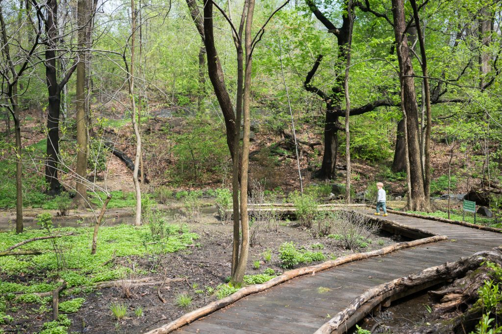 Things to do in NYC with Kids: Walking paths through the woods in Central Park