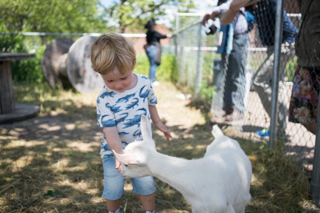 Things to do in NYC with Kids: Feeding baby goats