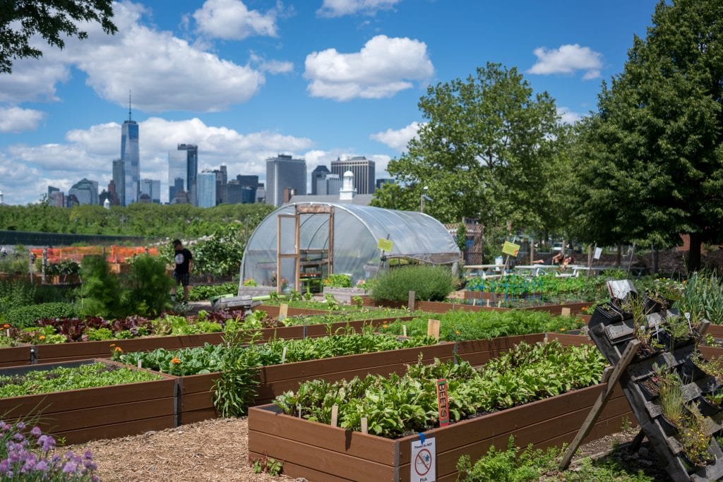 Things to do in NYC with Kids: Growing vegetables on Governors Island