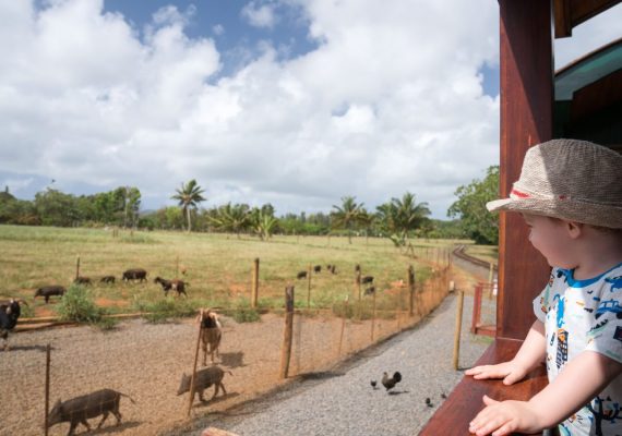 Kauai for Train Lovers Kauai for Train Lovers