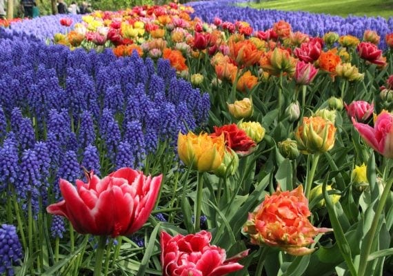 Flower Fun at Keukenhof Gardens and North Sea Flower Fun at Keukenhof Gardens and North Sea