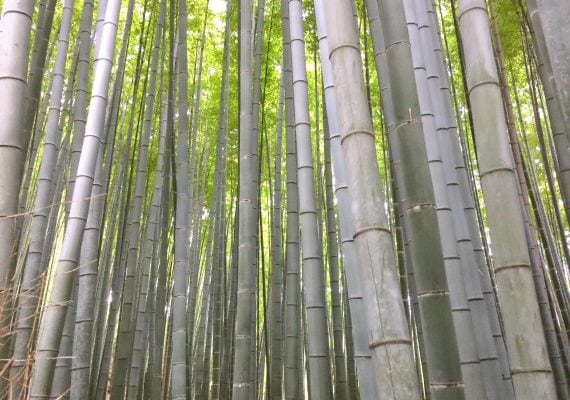 Arashiyama: A Bamboo Forest and Monkeys Arashiyama: A Bamboo Forest and Monkeys