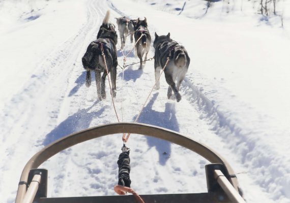 Lapland with Littles (and Huskies) Lapland with Littles (and Huskies)
