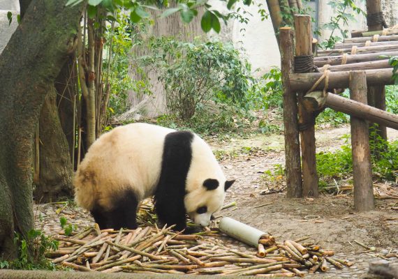 Cool Chengdu Attractions – Cute Pandas, Spicy Peppers and More! Cool Chengdu Attractions – Cute Pandas, Spicy Peppers and More!