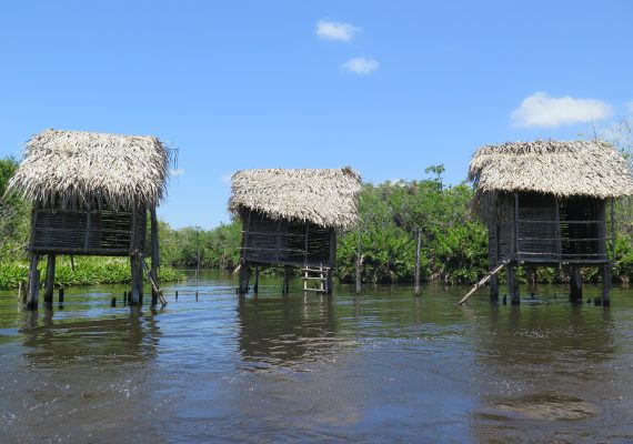 A Mexico Mangrove Tour: Crocodiles and Banana Bread A Mexico Mangrove Tour: Crocodiles and Banana Bread