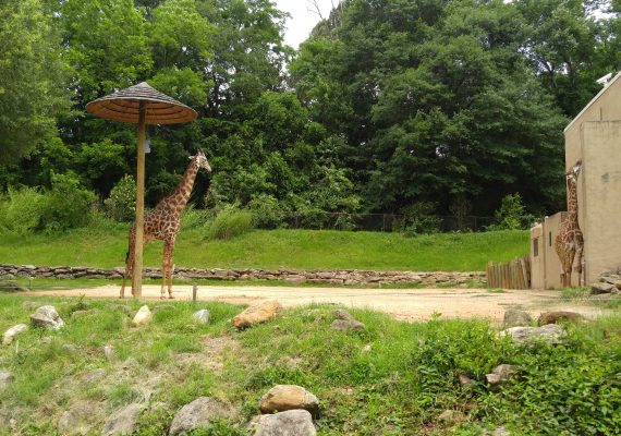Greenville with Kids: Saturday Market and Animal Encounters Greenville with Kids: Saturday Market and Animal Encounters