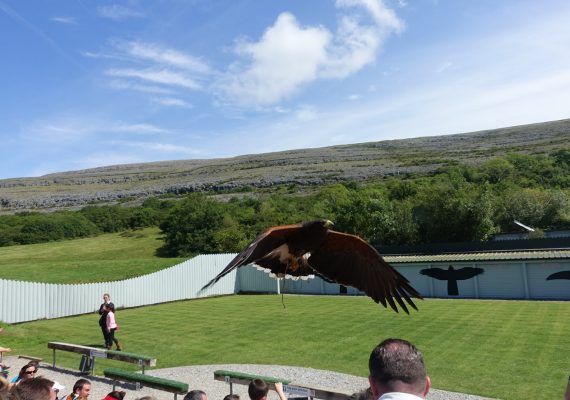 Aillwee Cave and Birds of Prey – The Beauty of The Burren Aillwee Cave and Birds of Prey – The Beauty of The Burren