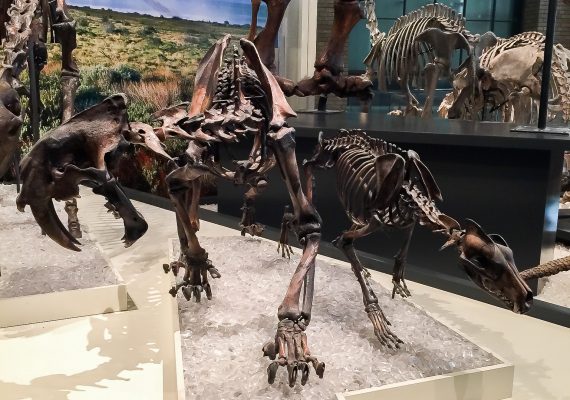 Discover Dinosaurs and Mummies at the Royal Ontario Museum Discover Dinosaurs and Mummies at the Royal Ontario Museum