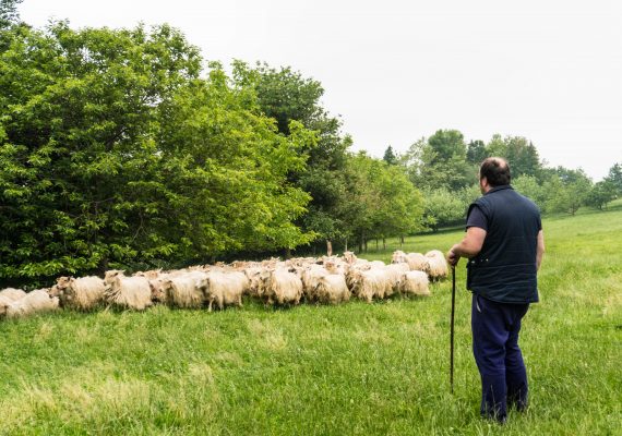 Spend a Day on a Basque Cheese Farm Spend a Day on a Basque Cheese Farm